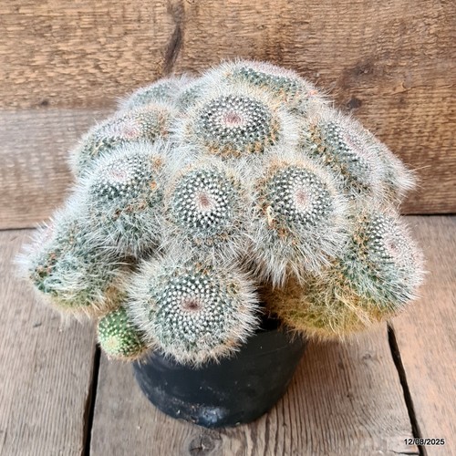 D5888 MAMMILLARIA HANIANA MULTIHEADS pot18-H18-W30 cm MaMa Cactus - Picture 3 of 4