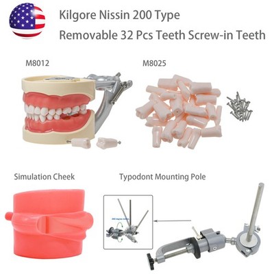 US Dental Kilgore Nissin 200 Typodont Model 32PCS Teeth, Removable, Soft Gingiva