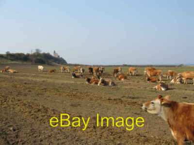 Photo 6x4 Grazing Cows Doonfoot Not much grazing here. c2007