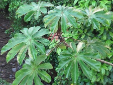 Cecropia peltata TRUMPET TREE Seeds!