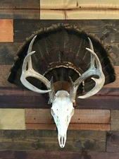 Turkey Fan Mount Kit European Skull Hanger Tom Deer Bear Hog Antelope Taxidermy