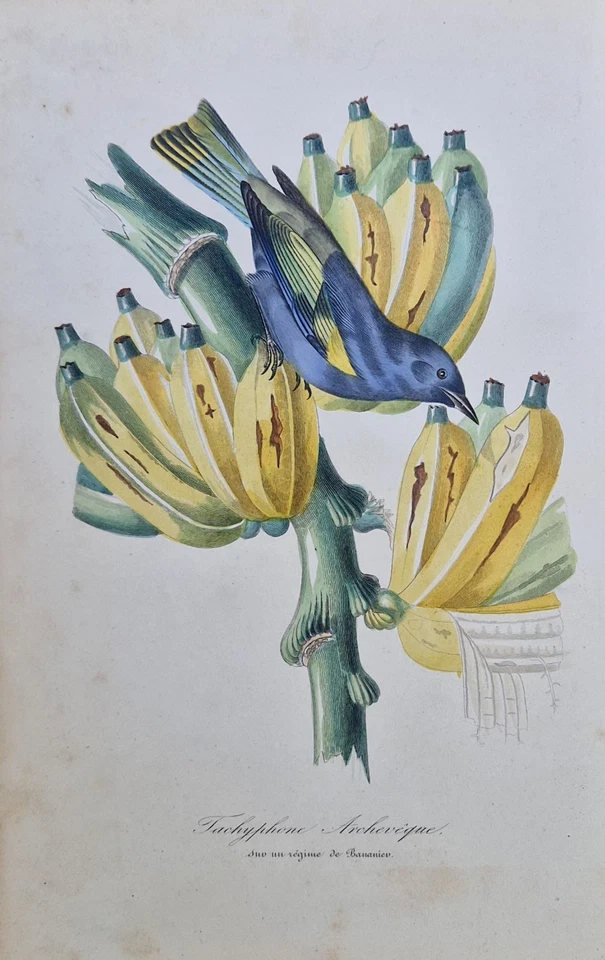 4 Gravures originales 1842 oiseaux fleurs exotiques color print Descourtilz - Photo 2/4