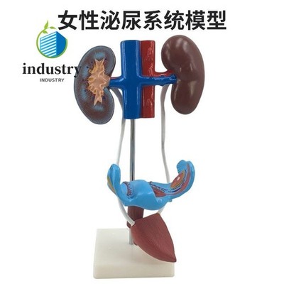 1pc Human Urinary System Model Ureter Bladder Urethra, Renal Anatomy Model