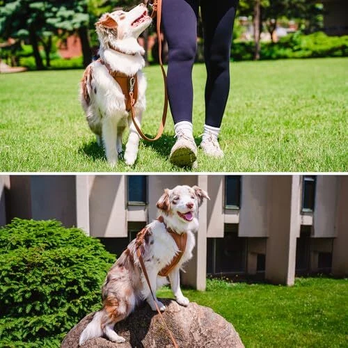 Dog Harness and Leash Set |  No Pull Dog Harness and Waterproof Medium Lilac