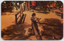 1964 Santa's Workshop North Pole CO Little Bo-Peep Feeding Animals Postcard