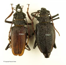 Psalidognathus vershinini - Pair, Large M 60mm, F 62mm, nice and rare