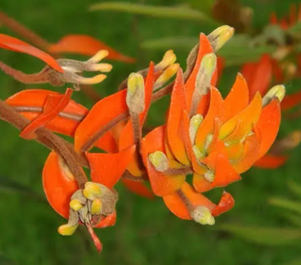 Eria ornata - Species Orchid - Vanilla-like Fragrance - 3” Pot Amazing