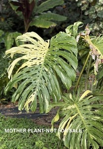 Monstera Thai Constellation | eBay