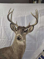 WV BEAUTIFUL BUCK NATURAL STANDING Whitetail Deer Taxidermy Life Size Mount