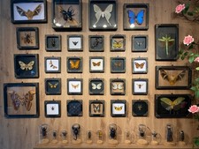 Taxidermy Butterfly And Beetle Real Insect Sp...