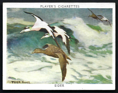 SPIELER - WILDVÖGEL - #5 EIDER