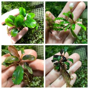Bucephalandra | eBay