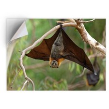 1x Vinyl Sticker Grey Headed Flying Fox Bat #51100