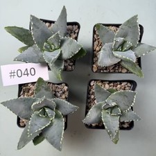 Sale Rare Cacti Aloe pillansii Randrom Own Root Boutique Decor Garden 2pcs