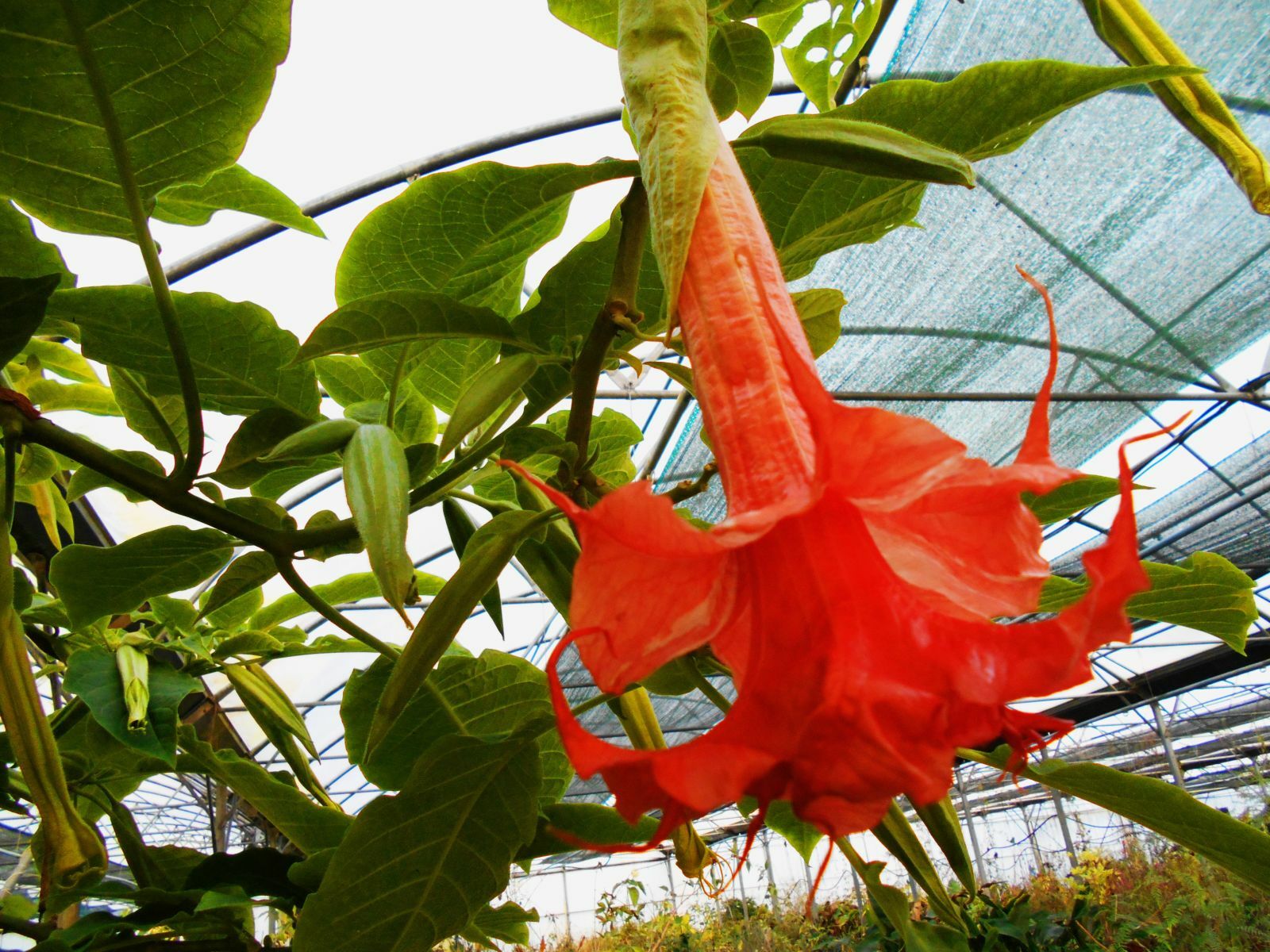 Brugmansia Thea's Liebling rouge double : un Datura résistant pour un jardin fleuri tout l'été