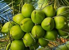 Dwarf  Organic Coconut seeds two sprouted seeds — photo 5