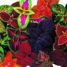 Giant Exhibition Complete Mix Coleus Seeds, Large Multi-Colored Foliage on Co...