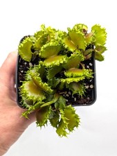 Venus Flytrap 'Chinese Dumpling' plug  (Dionaea Muscipula) - Carnivorous Plant