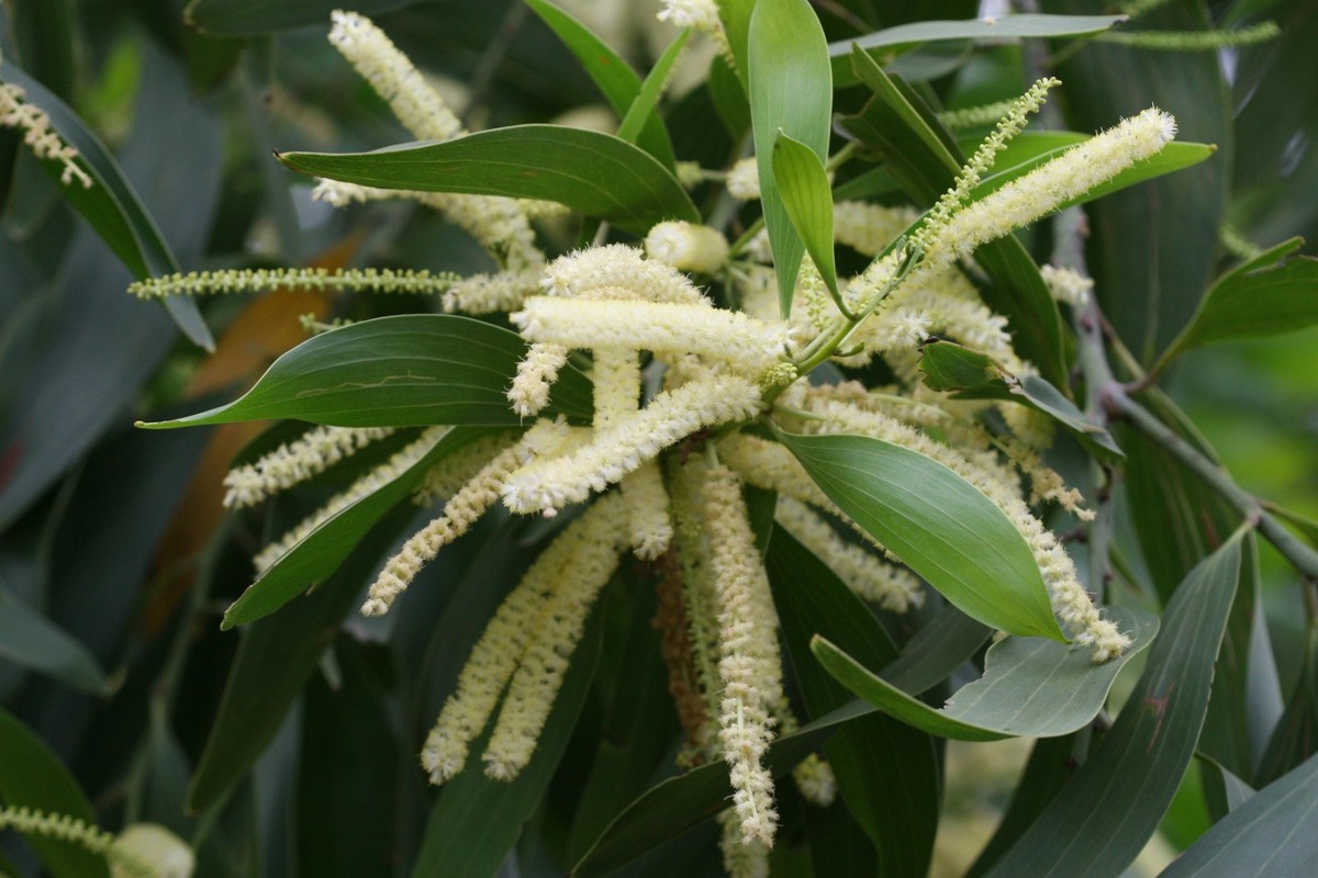 Acacia mangium BLACK WATTLE TREE Exotic SEEDS! | eBay