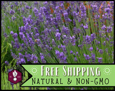 500 English Lavender Seeds Heirloom Herb Gardening Seed Packet, Non-GMO