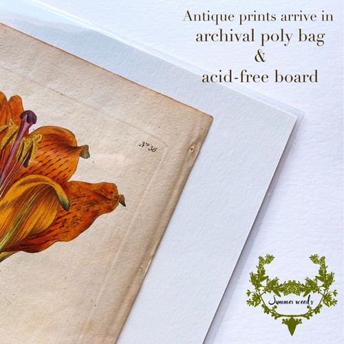 Antique 1790 herbarium dried flower scientific specimen #34 Common Lungwort - Picture 3 of 3