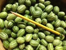 Mexican Sour Gherkin - Melothria scabra