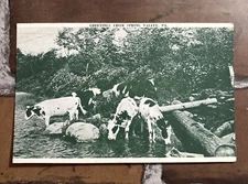 Spring Valley Pennsylvania PA Postcard, Cows At The River. DVB UNP Photo-Tone