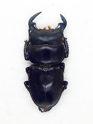 Lucanidae - Stag Beetle - Dorcus anteaus miyasithai (m) 58mm - NE
