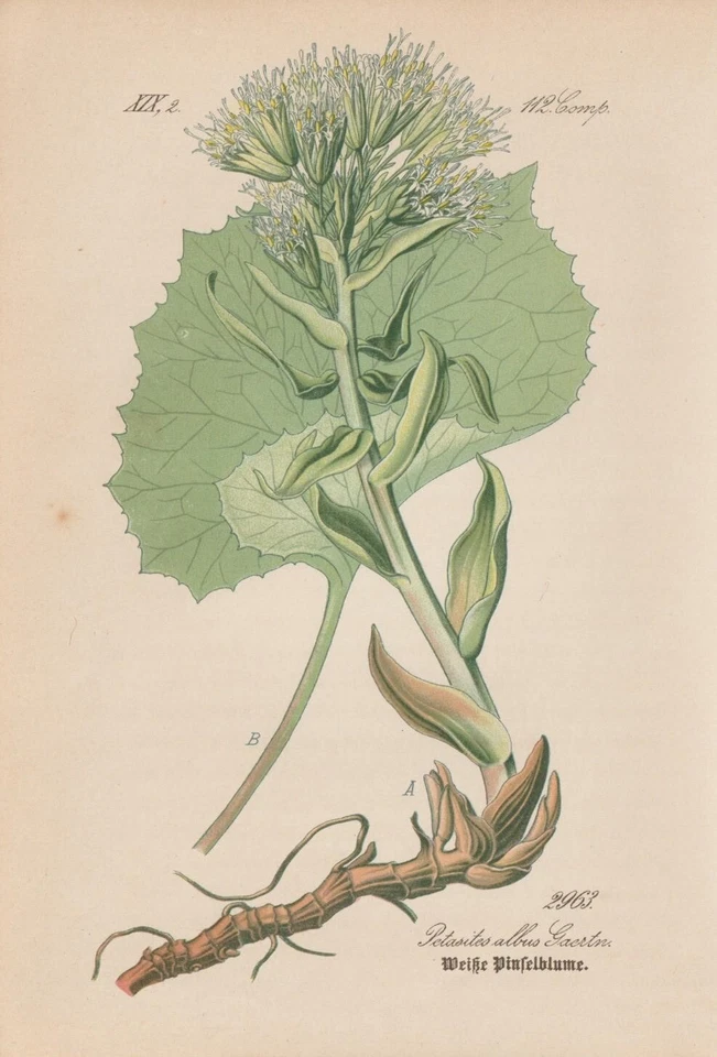 Weiße Pestwurz (Petasites albus) Chromolithografie von 1883 Botanik Antik - Bild 1 von 1