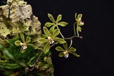 Phalaenopsis natmataungensis rarität! Orchidee