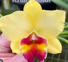 Rhyncattleanthe Toshie's Charm Blooming Size Clay Potted Established Orchid #45