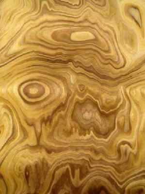 Olive Maser Furnier SaRaiFo 250x32cm 1 Blatt