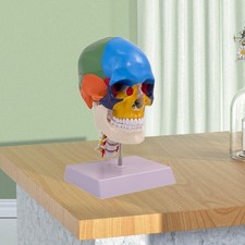 Anatomy Human Skull Brain Model Colored Anatomical Model Toy Removable for