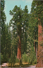 POSTCARD-THE GENERAL SHERMAN TREE, CALIFORNIA