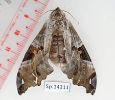 SP14311. Insects, butterflies: Sphingidae sp. Central Vietnam.