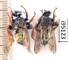 i95123. Asilidae sp. Vietnam North