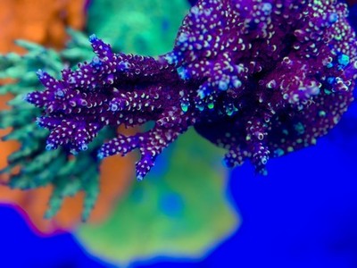 WWC Super Red Polyp Clathrata - Live Coral Frag SPS/Acropora