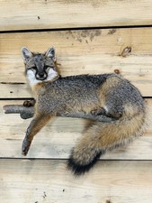 Beautiful Gray fox mount .No reserve