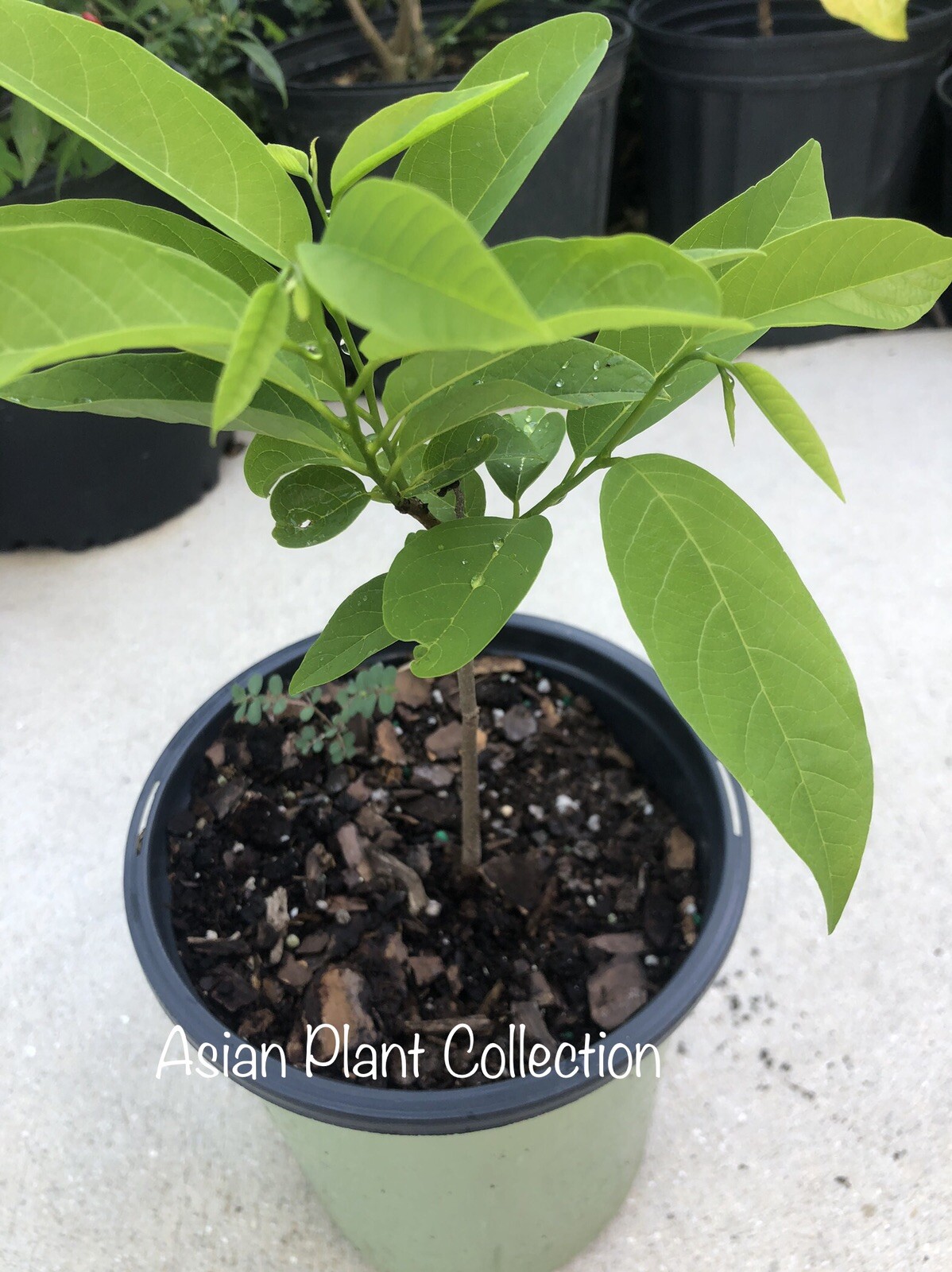 1 Sugar Apple Na Dai( Mãng Cầu Dai)10”14”Live Seed TreeAsian Plant
