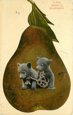 Old Postcard 2 Bear Cubs Tied up by the Neck,Pear Shaped Vignette ''Raised in WA''