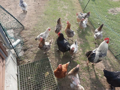 EIGENMARKE 10 frische Eier Königsberger Lohman Grünleger Maran Bovan keine Bruteier :-)