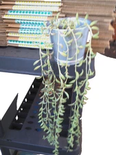 String of Dolphins Senecio peregrinus Succulent in galvanized container