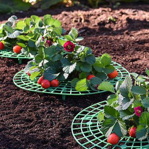 5PCS Adjustable Strawberry Supports Racks for Growing Elevated Fruits Garden - Picture 6 of 7