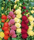 Malva seёds, 0,3g Malva Spring MIX ,hollyhock seёds,organic seёds ###4+TRACK №