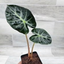 Alocasia African Mask Plant – Rare Alocasia Polly Amazonica,Live plant in 3 POT