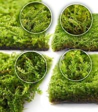 Live Moss 4-Pack   Mixed Moss for Potted Plants, Soil Cover, Succulents, Bons  