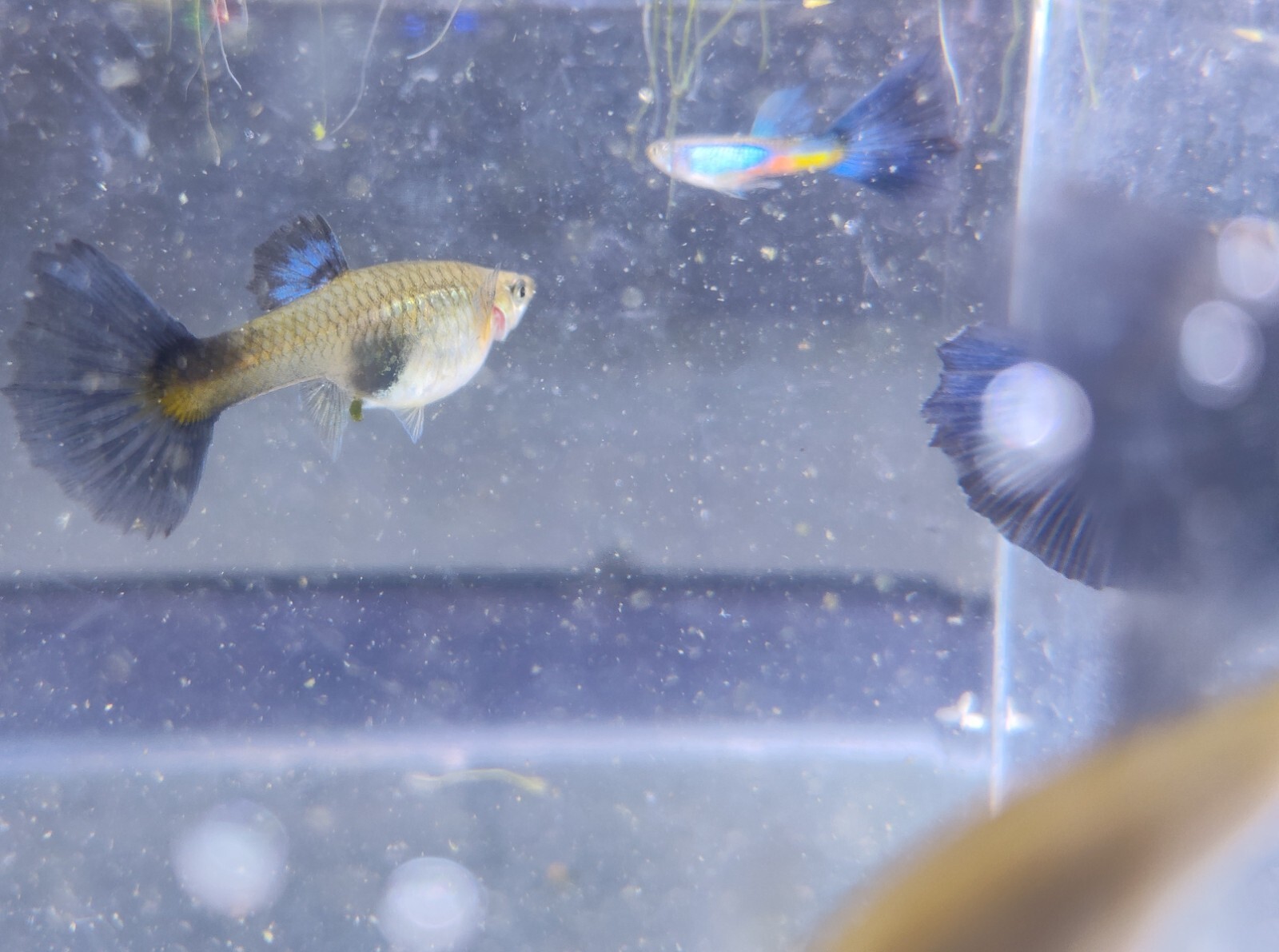 Guppy breeding trio "Coral Blue" pure strain eBay