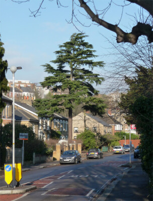 FOTO LONDON NADELBAUM UNTERBERGSTRASSE EVTL. EIN DEODAR (CEDRUS DEODARA). 2012