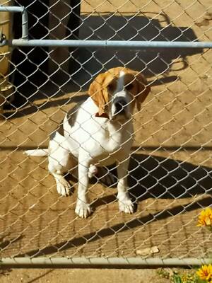 gumtree basset hound
