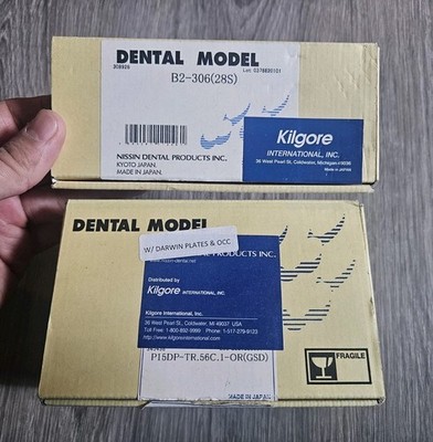 Nissin Dental Model - Kilgore International Inc. P15DP-TR.56C.1